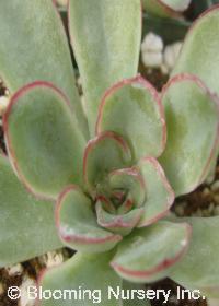 Echeveria 'Deranosa'